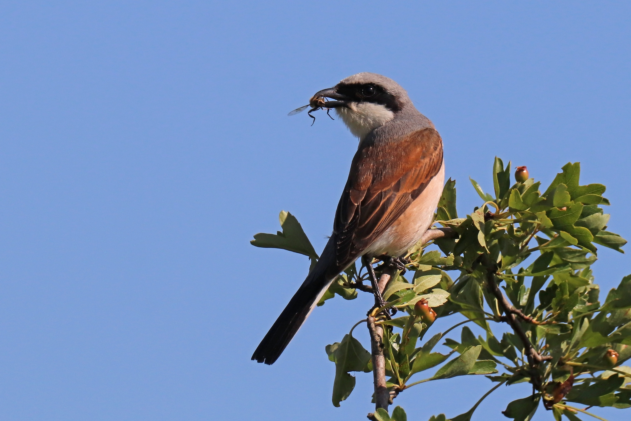 Aubépine commune et Pie-grièche écorcheur